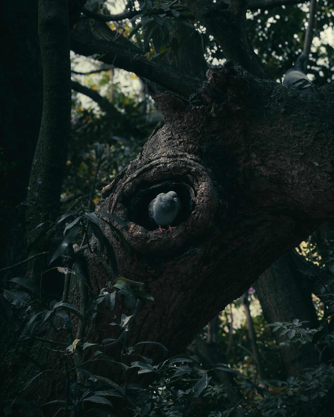 A bird in the hollow of a tree
