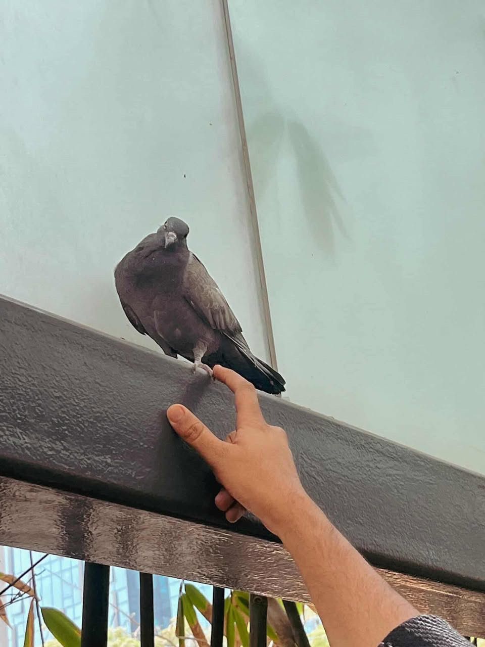A hand reaching toward a pigeon on a ledge